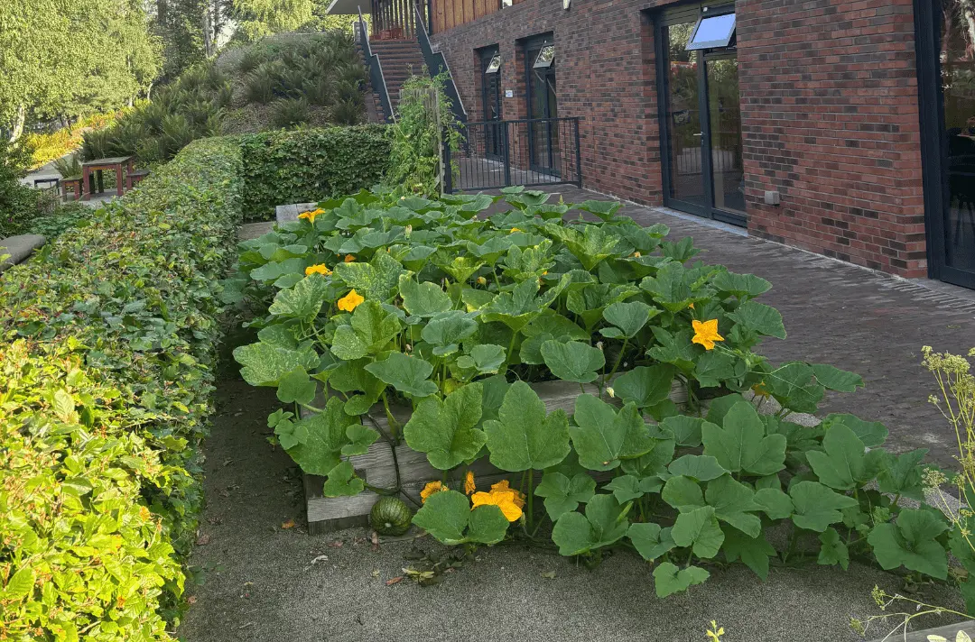 A raised bed growing an abundance of pumpkins
