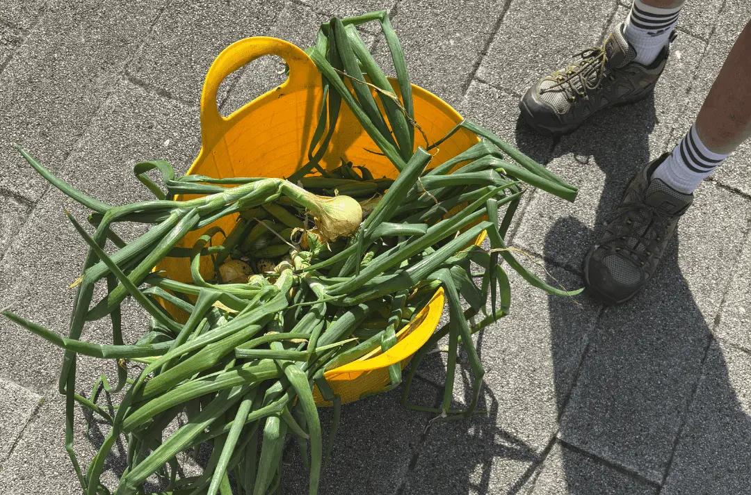 A yellow bucket of onions that have been harvested from the Strawberry Field garden