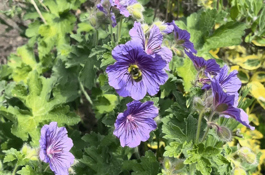 A bumble bee sat in a purple geranium flower