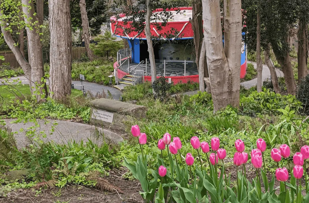Tulips growing in front of the Strawberry Field bandstand
